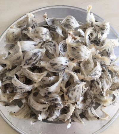 Yến thô còn lông tiêu chuẩn thường