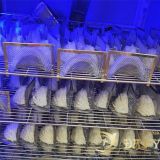 Làm thế nào để phân biệt tổ yến non hay tổ yến đã già?