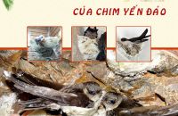Quá trình làm tổ của chim yến đảo